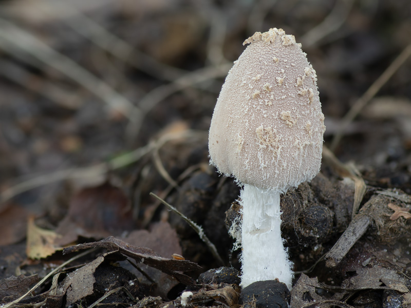Coprinopsis pseudonivea Coprinopsis pseudonivea